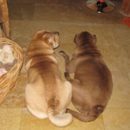L'Odie und Wally