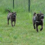 Charlet und Cooper