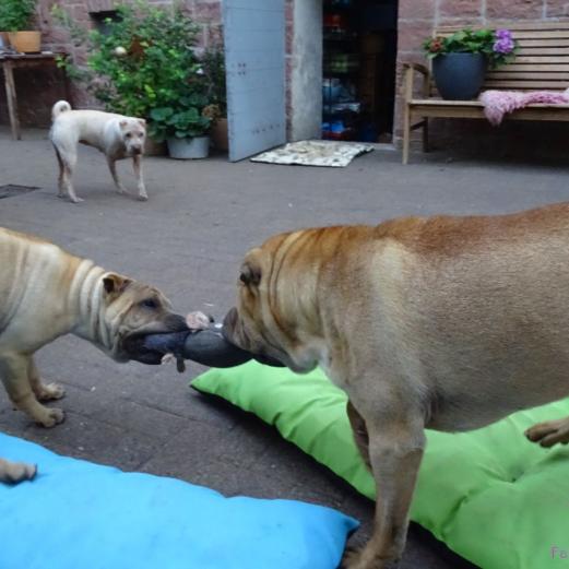 Monk und Ella