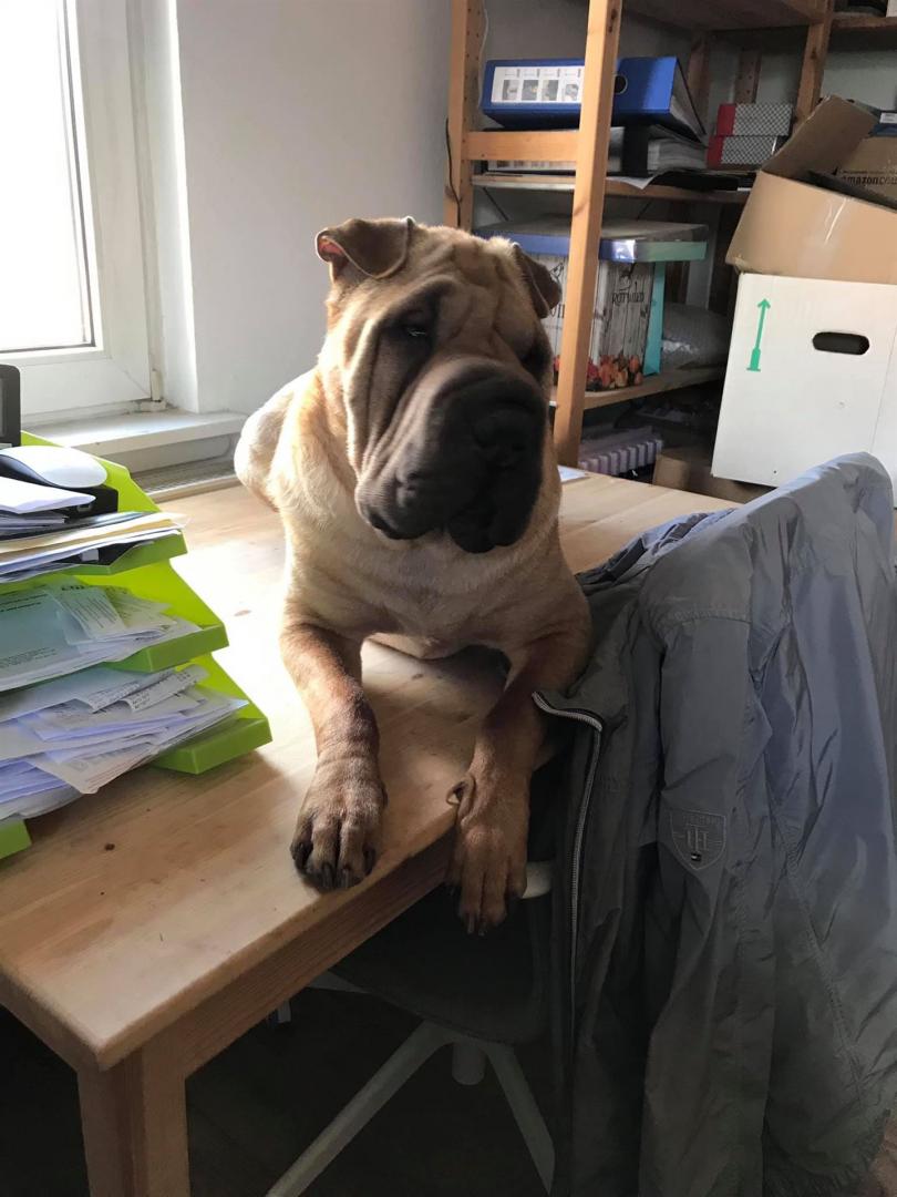 Adrian Monk, der Bürohund.