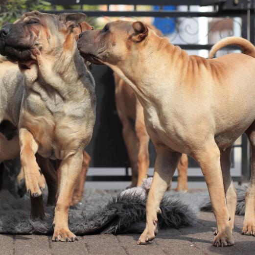 Neelix und Ella