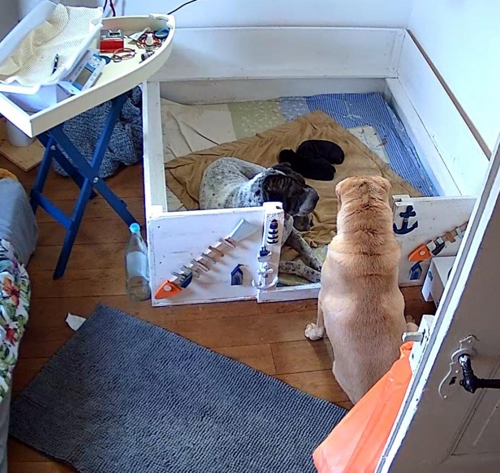 14.03.2020 - Welpenzimmer. Maple und Leeloo 