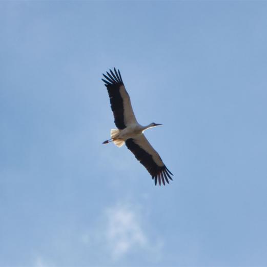 Wildlife