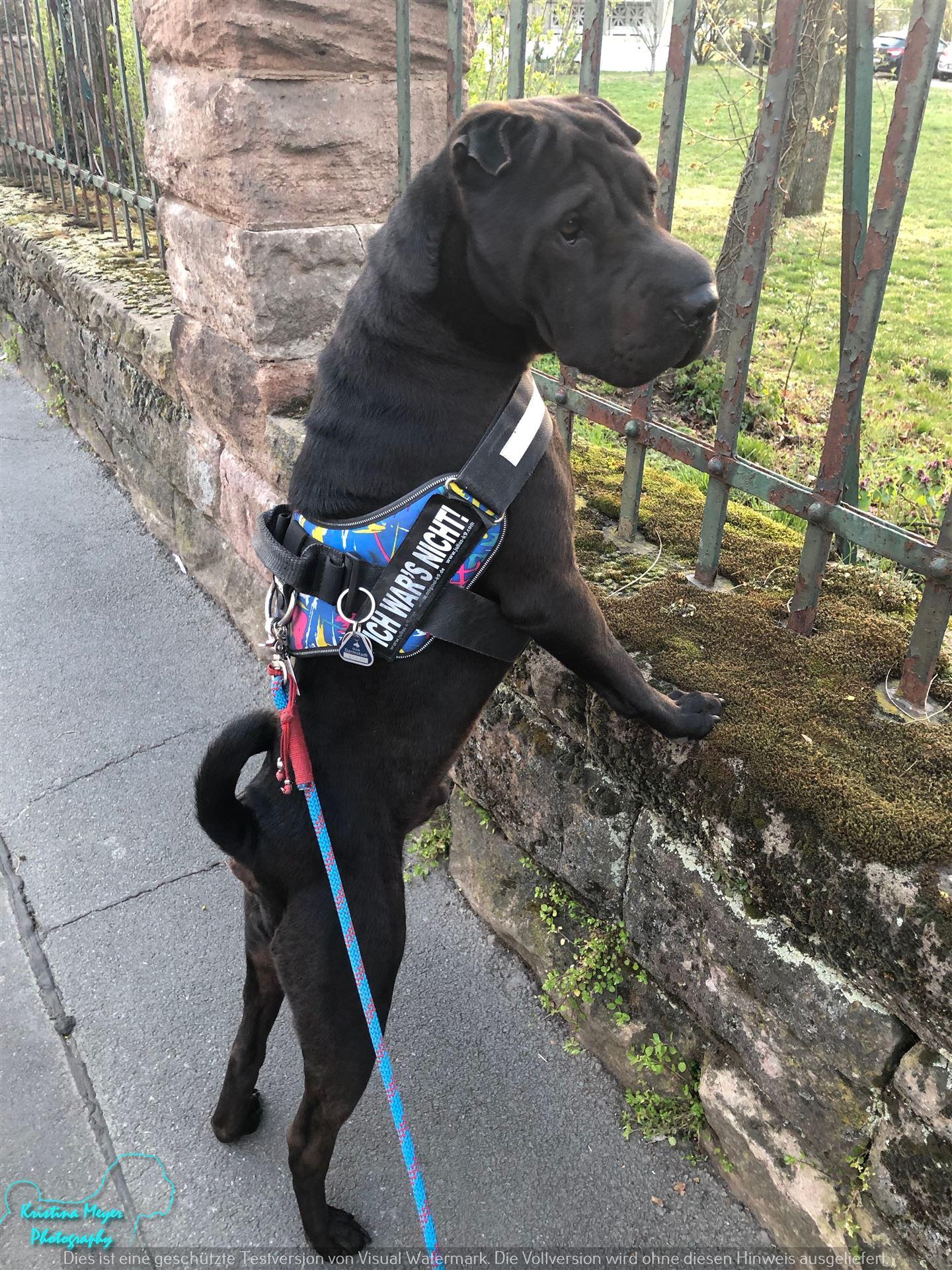 Canine-Ninja- 2 on High