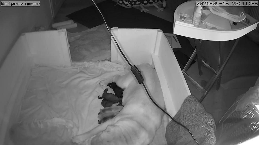 15.04.2021 - Welpenzimmer